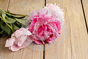 Stunning pink peonies on rustic wooden background