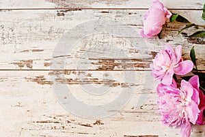 Stunning pink peonies on white light rustic wooden background. Copy space, floral frame. Vintage, haze looking.