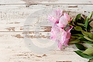 Stunning pink peonies on white light rustic wooden background. Copy space, floral frame. Vintage, haze looking.