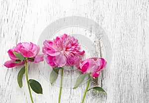 Stunning pink peonies on white rustic wooden background.