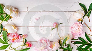 Stunning pink peonies on white rustic wooden background. Copy space