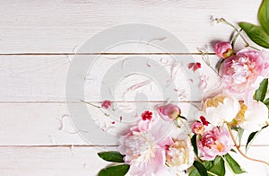 Stunning pink peonies on white rustic wooden background. Copy space