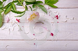 Stunning pink peonies on white rustic wooden background. Copy space