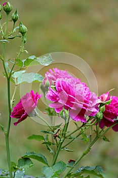 Stunning pink petals of roses in early morning light with green background of plant`s leaves