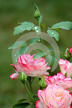 Stunning pink petals of roses in early morning light with green background of plant`s leaves