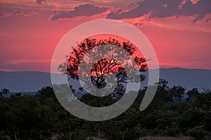 Stunning pink and red sunset at Sabi Sands Game Reserve, Kruger, South Africa.