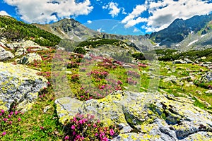 Stunning pink rhododendron flowers in the valley, Retezat, Carpathians, Romania