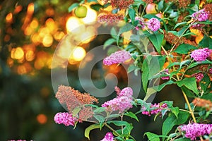Stunning pink summer lilac flower bush at sunset against a blurred copy space background with bokeh. Delicate wild