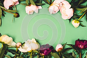 Stunning Pink White and Dark Red Peonies on Green Background Summer Flower Background Frame Top View Horizontal