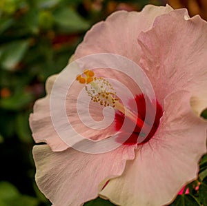 Stunning pink and white Majorcan tropical flower