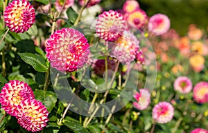 Stunning pink and yellow dahlia flowers by the name Hapet Daydream, photographed in late summer at RHS Wisley, Surrey UK