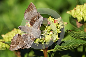 A stunning Poplar Hawk-moth Laothoe populi resting on a flower. photo