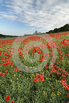 Stunning poppy field landscape under Summer sunset sky