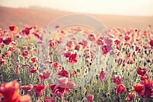 Stunning poppy field landscape under Summer sunset sky with cross processed retro style effect