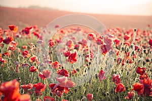 Stunning poppy field landscape under Summer sunset sky with cross processed retro style effect