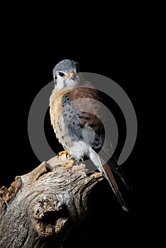 Stunning portrait of American Kestrel Falconidae in studio setting on black background with dramatic lighting