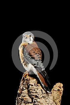 Stunning portrait of American Kestrel Falconidae in studio setting on black background with dramatic lighting