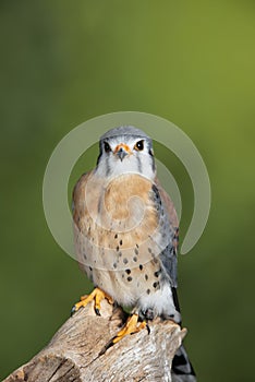 Stunning portrait of American Kestrel Falconidae in studio setting with mottled green nature background