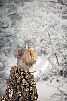 Stunning portrait of American Kestrel Falconidae in studio setting with snowy Winter background