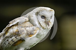 Stunning portrait of barn owl tuto aluco