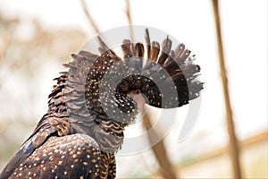 Stunning portrait of a female red tailed black cockatoo