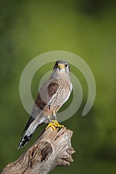 Stunning portrait of Kestrel Falco Tinnunculus in studio setting on mottled green nature background