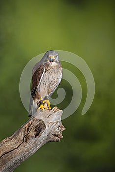 Stunning portrait of Kestrel Falco Tinnunculus in studio setting on mottled green nature background