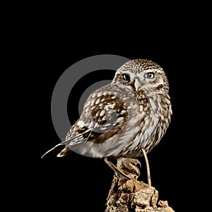 Stunning portrait of Little Owl Athena Noctua in studio setting with black background and dramatic lighting