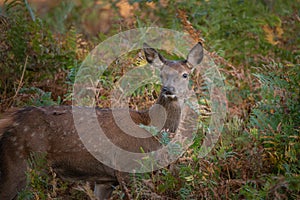 Stunning portrait of red deer hind in colorful Autumn forest lan