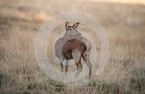 Stunning portrait of red deer hind in colorful Autumn forest lan