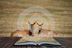 Stunning portrait of red deer hind in colorful Autumn forest landscape coming out of pages in magical story book