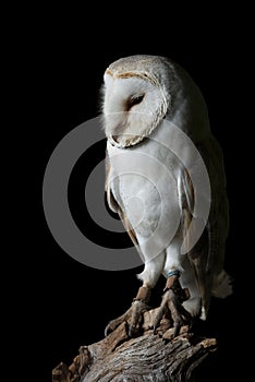 Stunning portrait of Snowy Owl Bubo Scandiacus in studio setting isolated on black background with dramatic lighting
