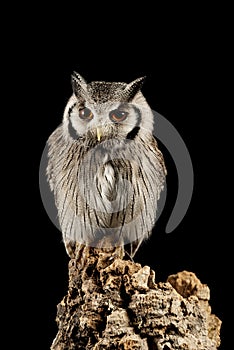 Stunning portrait of Southern White Faced Owl Ptilopsis Granti in studio setting on black background with dramatic lighting