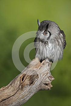 Stunning portrait of Southern White Faced Owl Ptilopsis Granti in studio setting with green nature background
