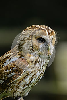 Stunning portrait of Tawny Owl Strix Aluco