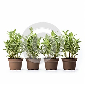 Stunning Potted Plant Collection: Goerz Hypergon Inspired, Dynamic Symmetry, Soft-focus