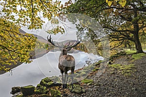 Stunning powerful red deer stag looks out across lake towards mo