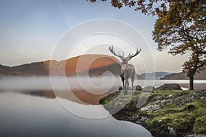 Stunning powerful red deer stag looks out across lake towards mo