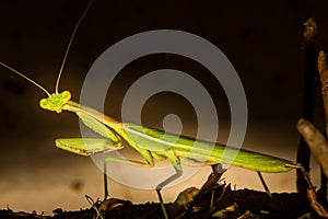 Stunning Preying Mantis Looks Into The Camera