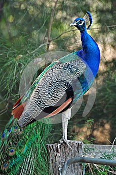 Stunning proud pet peacock standing on farm fence gate showing vivid colors