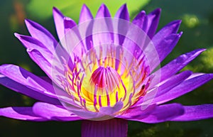 Stunning Purple Blue Water Lily Blooming in the Sunlight