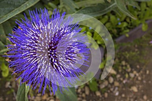 Stunning purple flower of globe artichoke also known as French artichokes plant in a garden.