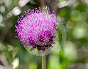 Stunning in purple nodding thistle flower