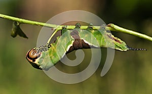A stunning Puss Moth Caterpillar Cerura vinulais feeding upside down on an Aspen tree Populus tremula in woodland .