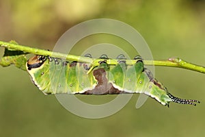 A stunning Puss Moth Caterpillar Cerura vinulais feeding upside down on an Aspen tree Populus tremula in woodland .