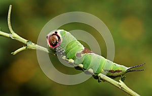 A stunning Puss Moth Caterpillar Cerura vinulais perching on a twig in woodland .