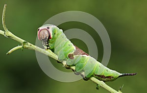 A stunning Puss Moth Caterpillar Cerura vinulais perching on a twig in woodland .