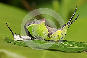 A Puss Moth Caterpillar Cerura vinulais resting on an Aspen tree leaf Populus tremula in woodland just after it has shed its s