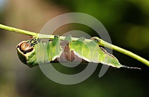 A stunning Puss Moth Caterpillar Cerura vinulais resting upside down on an Aspen tree Populus tremula in woodland .