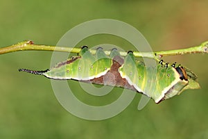 A stunning Puss Moth Caterpillar Cerura vinulais resting upside down on an Aspen tree Populus tremula in woodland .